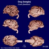 Plastinated Beagle brains