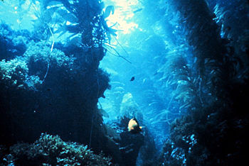 Underwater scene